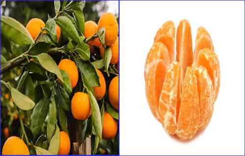 Cuties Oranges Nutrition Rich In Dietary fiber