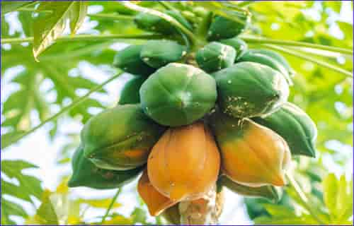 How many verities of papaya in India