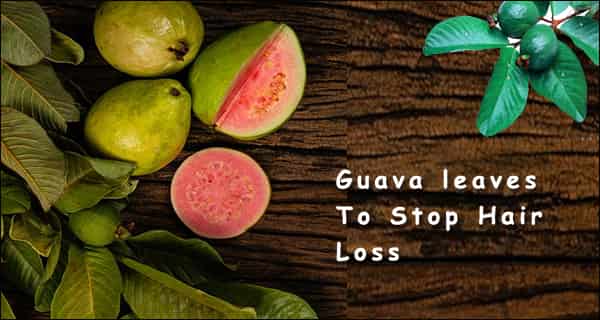 7 Incredible ways to use Guava leaves to stop hair loss you must know