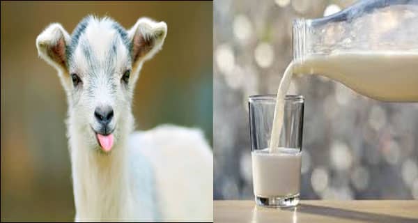 goat milk to increase platelets and fight dengue fever