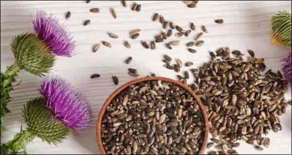 Milk thistle benefits and side effects